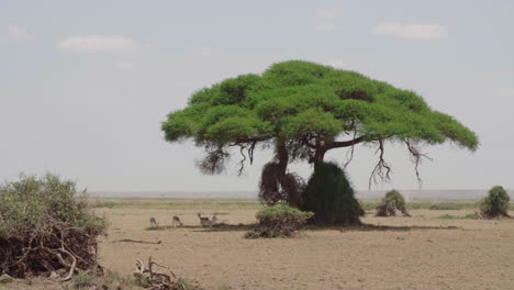 african savanna landscape with acacia tree and antelope