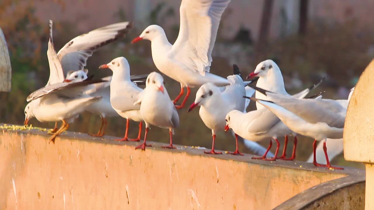 은 수염의 갈고리 또는 갈고리 새는 호수 연안 근처의 벽에서 음식을 찾고 있습니다.