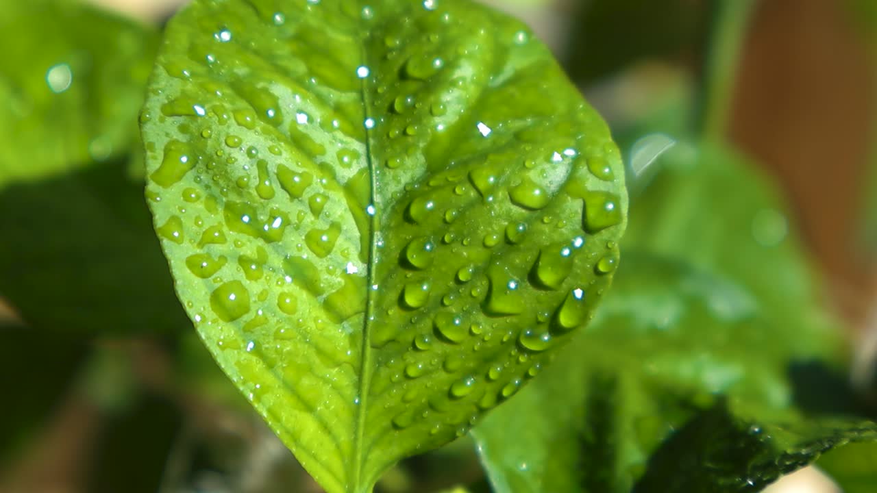 Macro plant texture, lush backdrop of green leaves. Focus transition to a single vibrant lemon tree leaf revealing its natural veins. Plant covered with dewy water droplets glisten under the sunlight