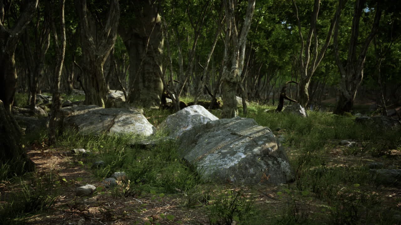 바위 가 있는 빛 이 비치는 숲 길