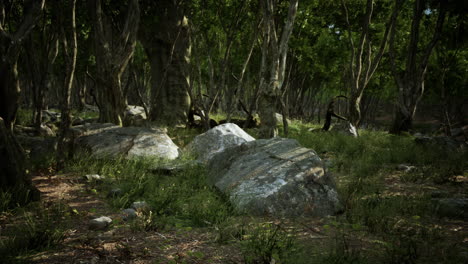 sendero forestal iluminado por el sol con rocas