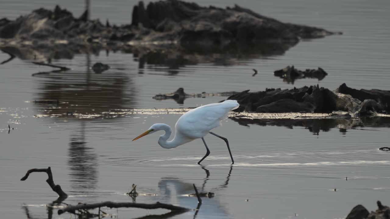 A great egret looking for its morning food in a shallow lake in the early morning light