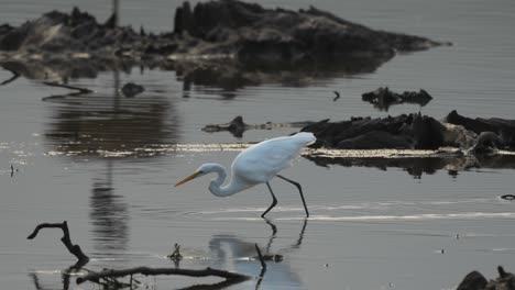 Una-Gran-Garza-Buscando-Su-Comida-Matutina-En-Un-Lago-Poco-Profundo-A-Primera-Hora-De-La-Mañana