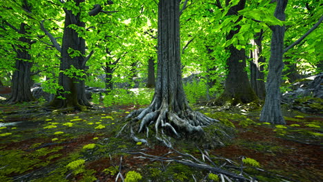 lush green forest with sunlight streaming through the canopy