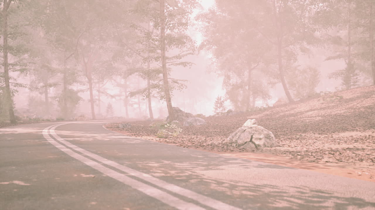 Misty road surrounded by trees in a tranquil forest setting during daytime