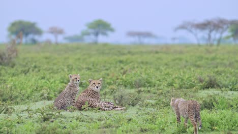 cheetah y cachorros en el parque nacional serengeti en tanzania en áfrica en safari de vida silvestre africano animales de juego, madre y cachorro en las llanuras africanas paisaje en el amanecer brumoso con niebla azul