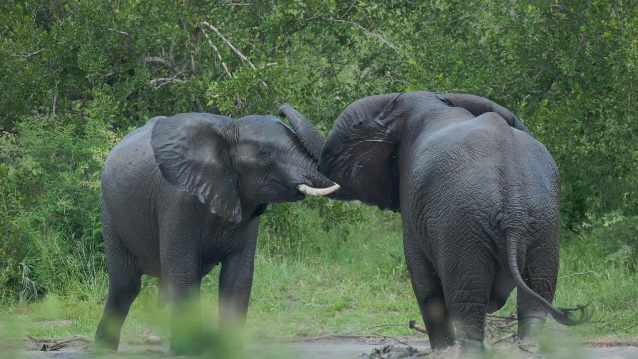 Two Elephants Interacting in a Mud Bath
