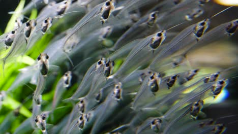 school of transparent fish in aquarium