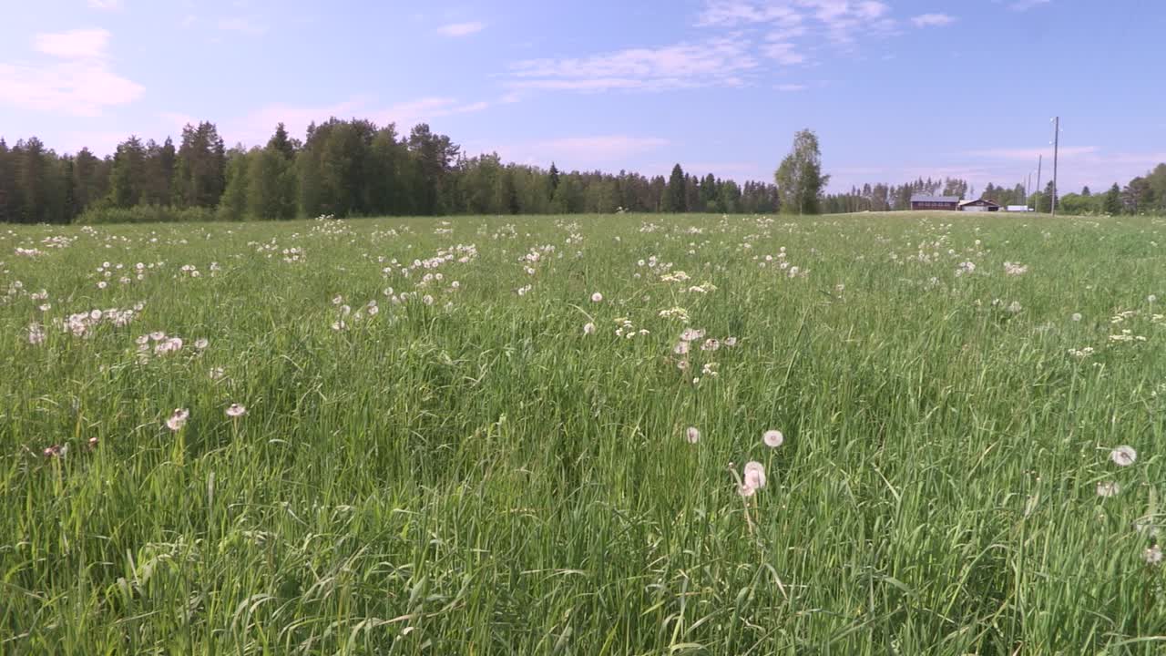 tiro panorámico de pradera en el sur de finlandia