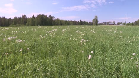 pan shot of meadow in southern finland