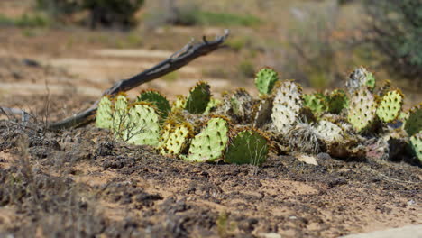 cryptobiotic soil amongst cacti in southern utah desert