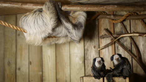 sloth and marmosets in a zoo