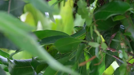 Seen deep into the foliage of a tree during a windy day just resting, Vogel&rsquo;s Pit Viper Trimeresurus vogeli, Thailand