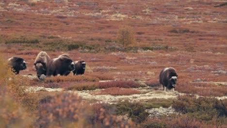 muskoxen animals standing on tundra in dovrefjell, norway in autumn - wide