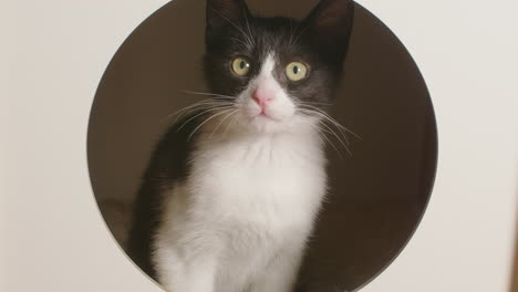 Slow-motion-of-kitten-in-cat-furniture-looking-around-and-then-looking-down