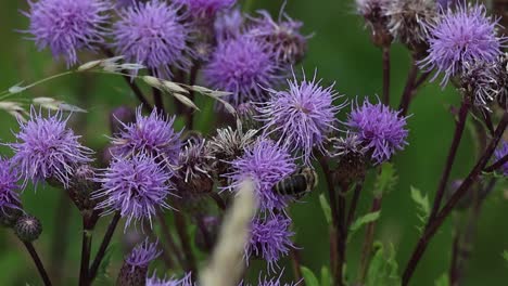 close up of bee collects nectar and pollen on field thistle (cirsium arvense)