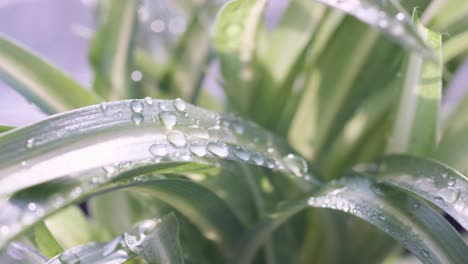 aloe vera plant in rain water drops on herbal leaf closeup nature footage closeup of aloe vera leaf with rain drops fresh herbal plant in monsoon weather ideal for nature skincare wellness healing and organic visuals green rainy environment