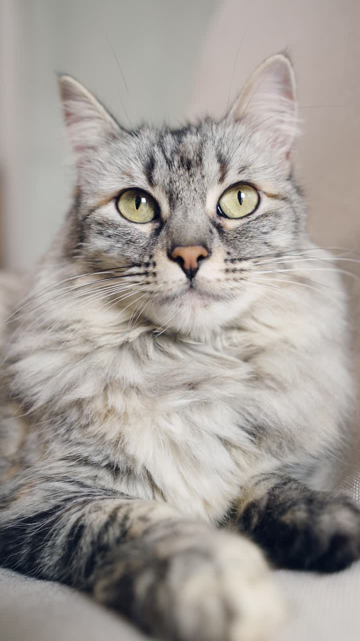 Simpatico gatto soriano grigio che si lecca il naso e si pulisce