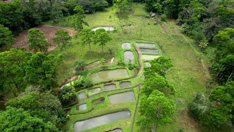 fish farming pools in costa rican rainforest- aerial pull back