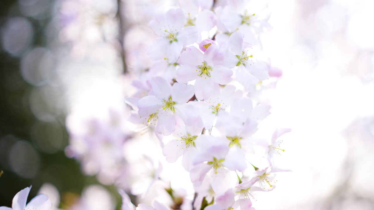 봄에 아름다운 체리 꽃