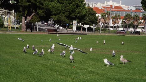 Seagul-landing-on-park,-among-other-seagulls