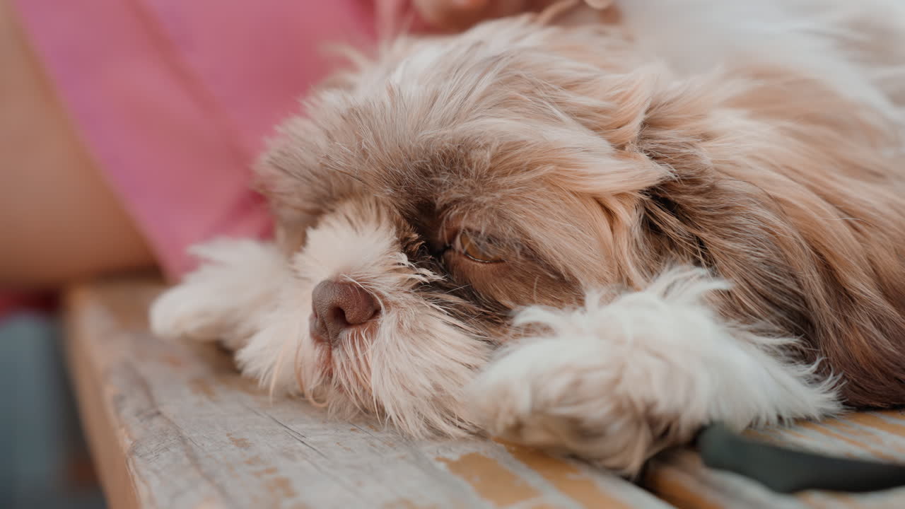 Gentle Puppy Reassurance, Peaceful Touch Calms Resting Puppy, Calm Gestures Soothe Sleeping Puppy Peacefully Outside, Gentle And Soothing Touch Provides Peaceful Comfort To Sleeping Puppy Outside