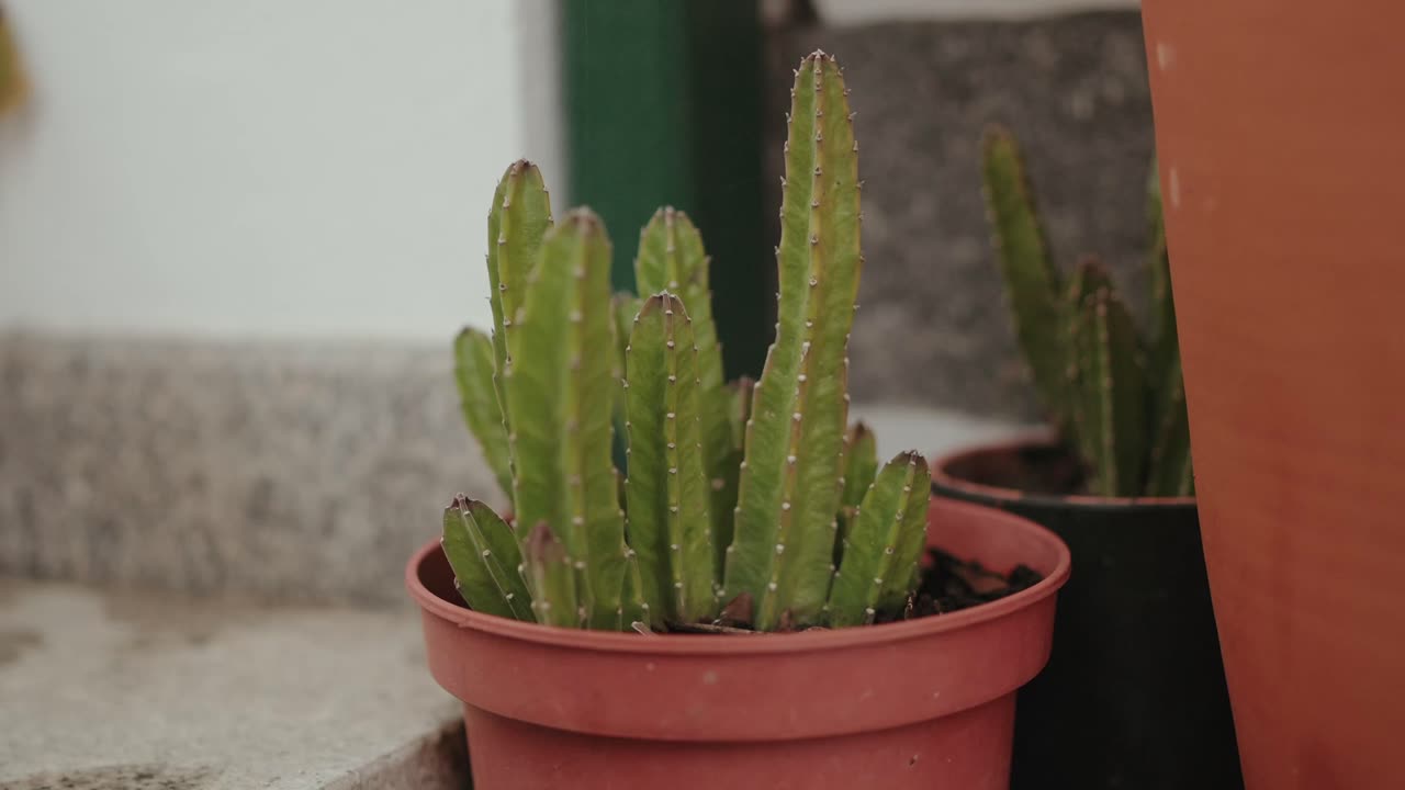 Primo piano di un cactus verde in vaso di terracotta su scalini esterni.