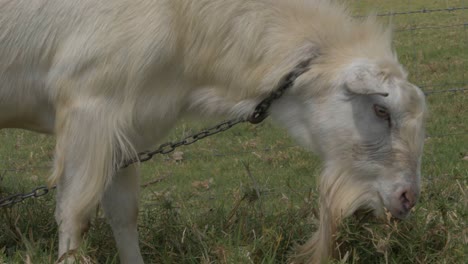 White-Goat-With-Beard-Grazing-On-Pasture-On-A-Sunny-Day---Farm-Animal-In-QLD,-Australia