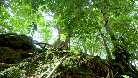 vibrant greenery and rocks near a waterfall