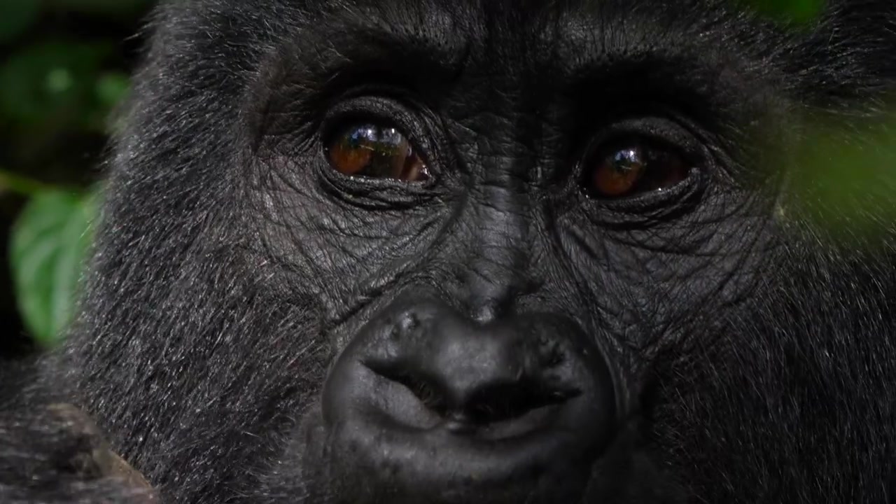 Cucciolo di gorilla di montagna che mangia germogli freschi di piante al rallentatore. Primo piano.