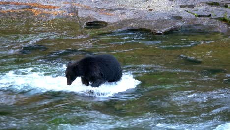 big bear standing in river to catch salmon