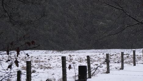 Close-up-snow-falling-in-field-with-trees-in-background,-winter-landscape-Lommelse-Sahara