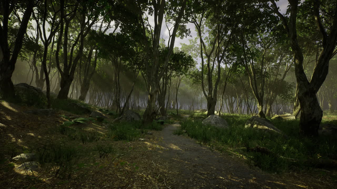 Lush woodland path inviting exploration in the early morning light