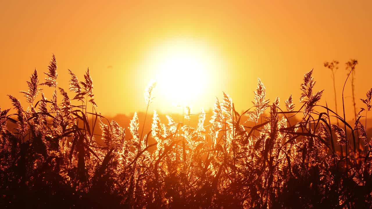 호수 위에서 해가 지고 나무 식물, 자연 배경으로 물을 둘러싼 태양과 야생 식물, 4k 비디오