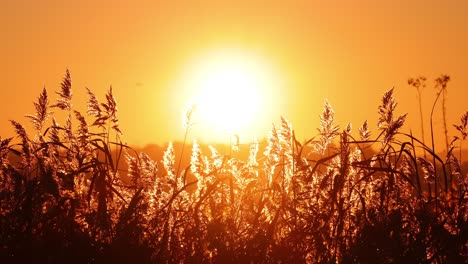 puesta de sol sobre el lago y las plantas de helecho. sol y plantas silvestres alrededor del agua como fondo de la naturaleza, video 4k