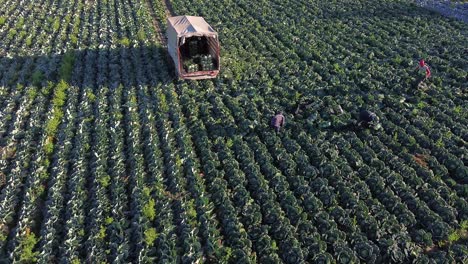 agricultores o trabajadores agrícolas que recogen lechuga en plantaciones agrícolas en españa