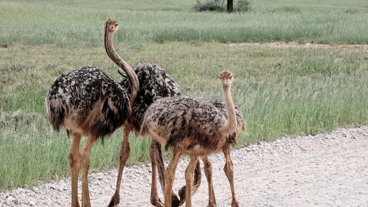 A young ostrich family in the Kalahari
