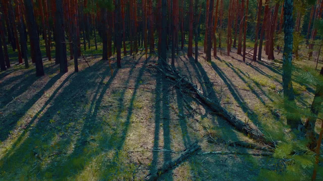 disfrutar de la naturaleza en el hermoso bosque de coníferas por la mañana, el sol brilla a través de los pinos, 4k, prores