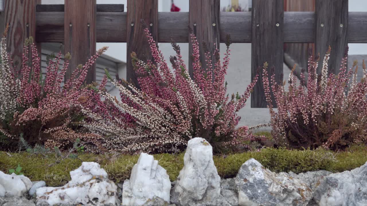 calluna vulgaris, brezo común, planta con flores de la familia de las ericas en un día de viento