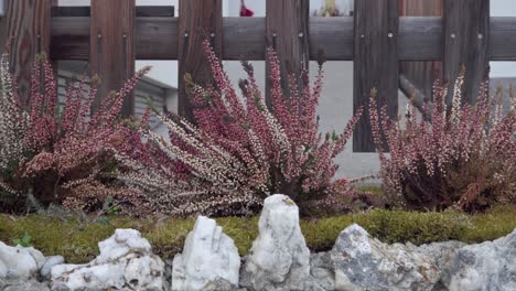 calluna vulgaris, erva comum, planta com flores da família ericaceae em um dia ventoso