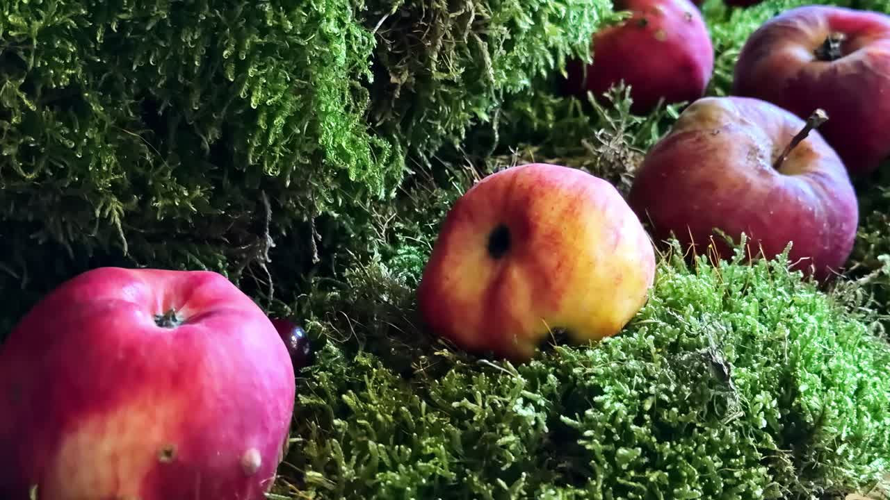 Fresh red and yellow apples resting on vibrant green moss in a rustic display