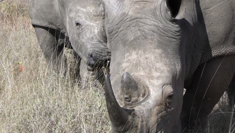 close up of white rhino bulls eating grass in protected area of kruger national park, south africa