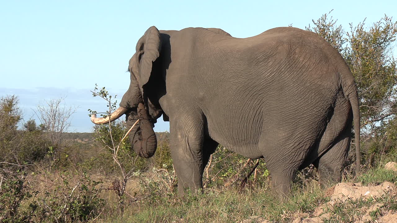 gran elefante toro alimentándose de un pequeño árbol, usando su tronco para colocar una rama en su boca