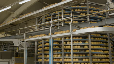 a factory transporting bread over conveyor belts