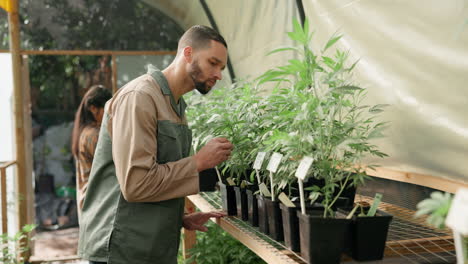 cannabis greenhouse with workers