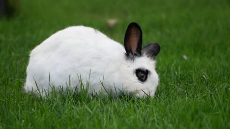 white rabbit in grass