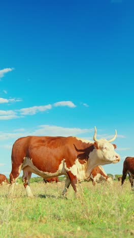 a peaceful rural scene with cows grazing in a green meadow under a blue sky