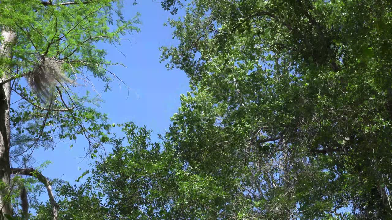 이 영상은 지역 숲의 여러 나무들이 바람에 흔들리는 모습입니다. 배경에는 은 파란 하늘이 있습니다.