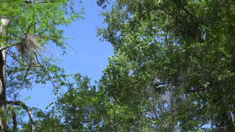 This a video of several trees, in a local forest, swaying in the wind, with clear blue skies in the background