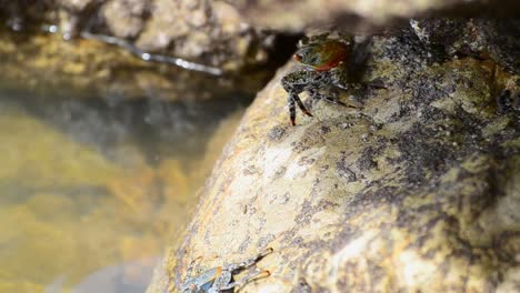 Colourful-orange-crab-seeking-shelter-underneath-a-big-rock-at-a-harbour-in-south-Costa-Rica